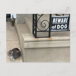 猫のおもしろい写真 ポストカード