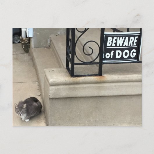 猫のおもしろい写真 ポストカード (正面)