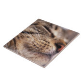 猫のひげおよび口輪のクローズアップ タイル (側面)