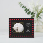 猫のように可愛転がい白犬の写真 ポストカード (スタンド正面)