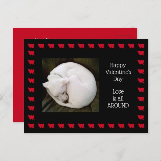 猫のように可愛転がい白犬の写真 ポストカード (正面/裏面)