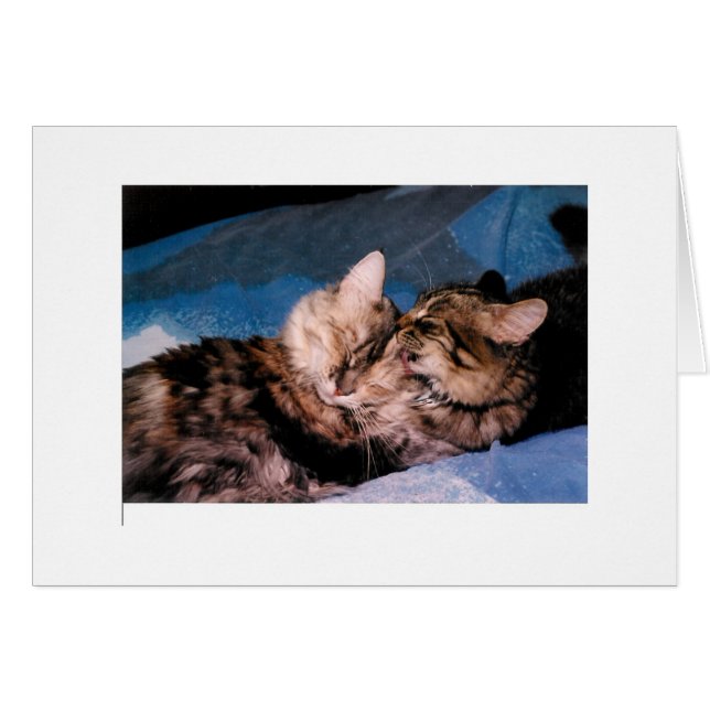 猫のキス (正面横)