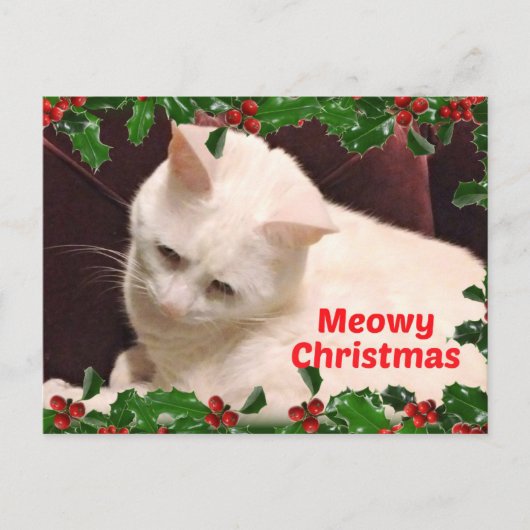 猫のクリスマス挨拶 ポストカード (正面)