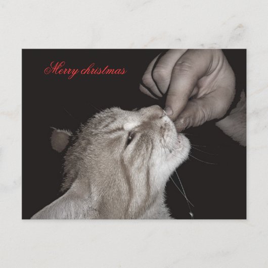 猫のクリスマス シーズンポストカード (正面)