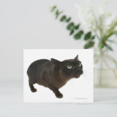 猫のクローズアップ2 ポストカード (スタンド正面)
