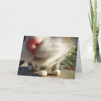 猫のクローズアップ カード