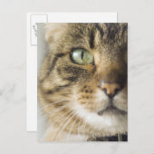 猫のクローズアップ（目にフォーカス） ポストカード (正面/裏面)