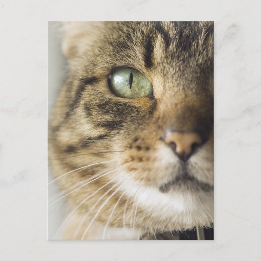 猫のクローズアップ（目にフォーカス） ポストカード (正面)
