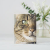 猫のクローズアップ（目にフォーカス） ポストカード (スタンド正面)