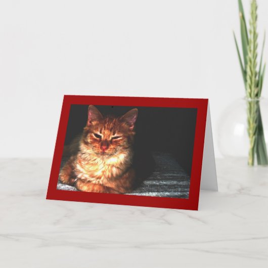 猫のグ空白のリーティングカード… カード (正面)