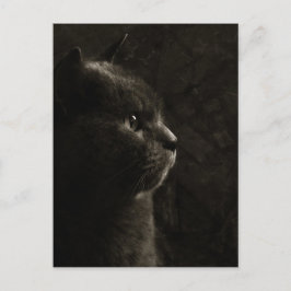 猫のシルエット – ポストカード