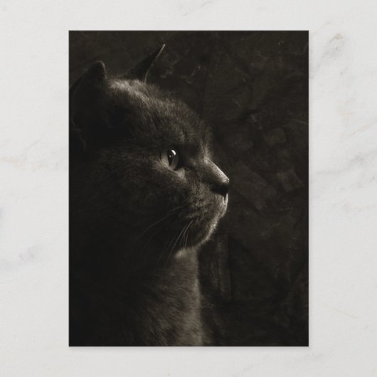 猫のシルエット – ポストカード (正面)