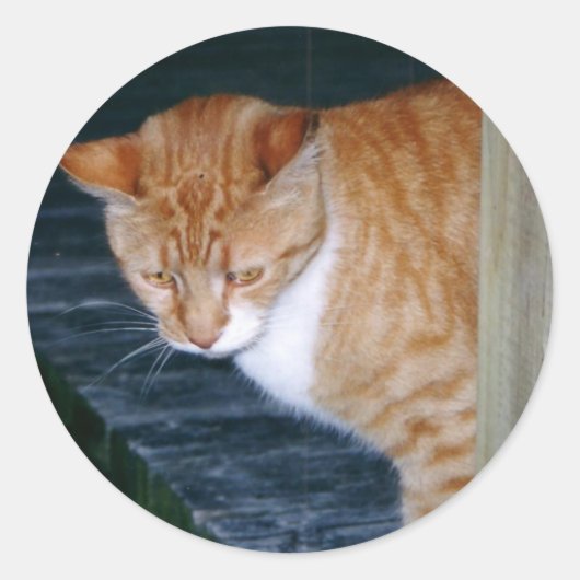 猫のシールを塗る ラウンドシール (正面)