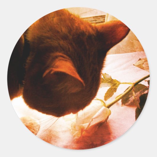 猫のステッカーをチェックする ラウンドシール (正面)
