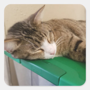 猫のステッカーを短く積む スクエアシール