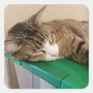猫のステッカーを短く積む スクエアシール