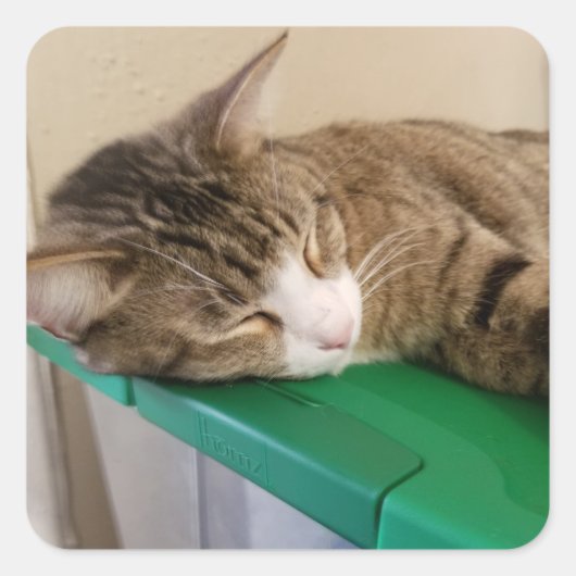 猫のステッカーを短く積む スクエアシール (正面)