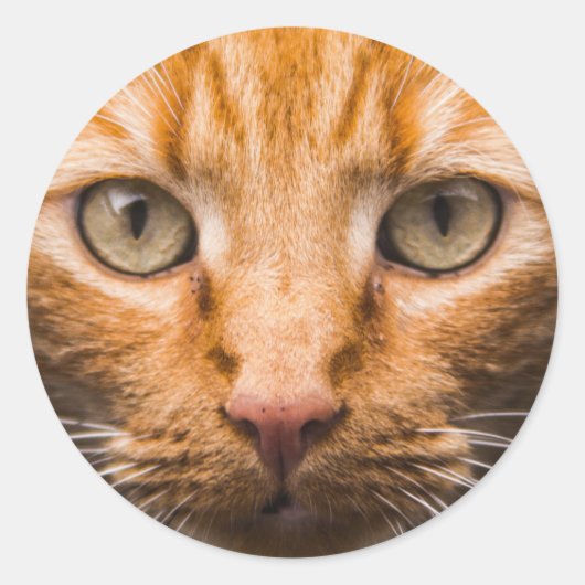 猫のステッカーを見る ラウンドシール (正面)