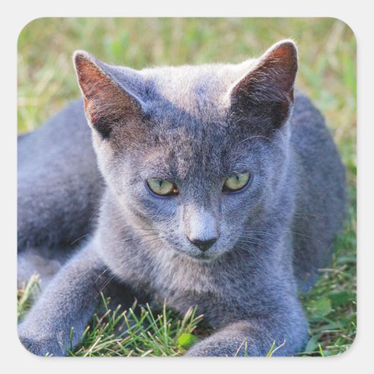 猫のステッカー スクエアシール (正面)