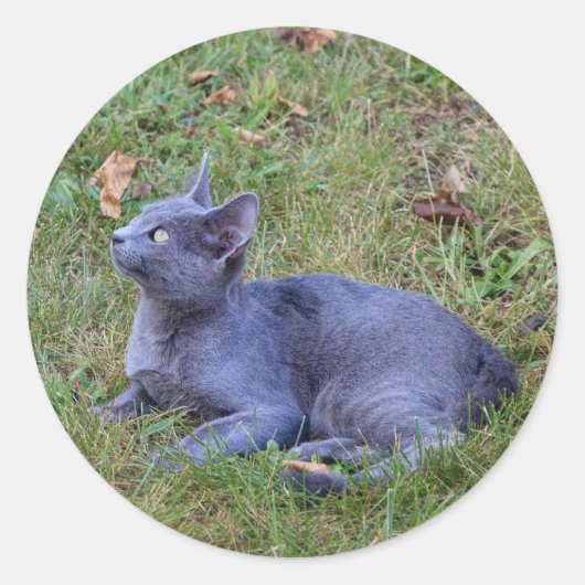 猫のステッカー ラウンドシール (正面)