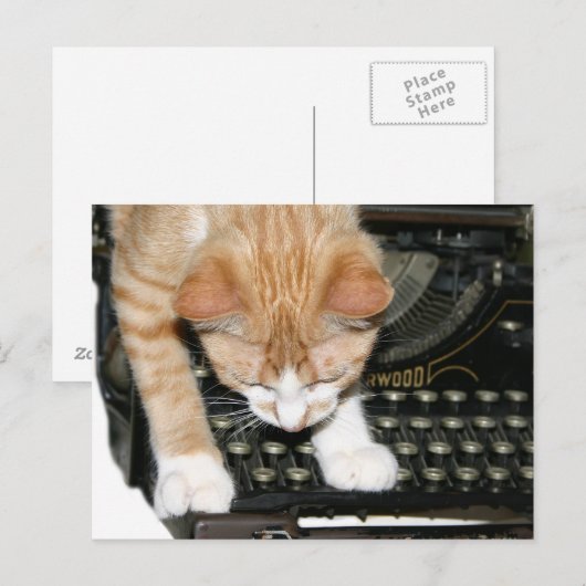 猫のタイプ ポストカード (正面/裏面)