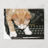 猫のタイプ ポストカード (正面)