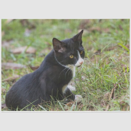 猫のティシューペーパー 薄葉紙 (正面)
