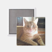 猫のナビー マグネット (正面/裏面)