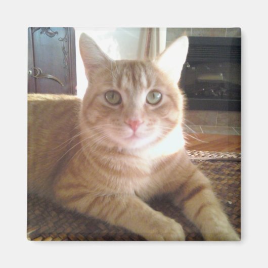 猫のナビー マグネット (正面)