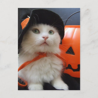 猫のハロウィーン ポストカード