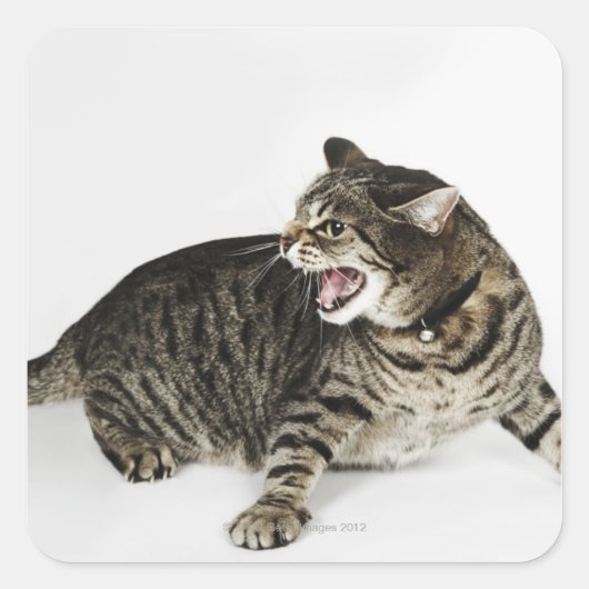猫のヒッシングポートレート スクエアシール (正面)