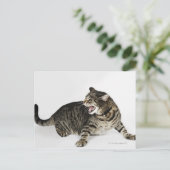 猫のヒッシングポートレート ポストカード (スタンド正面)