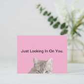 猫のピンクの葉書をラスティ ポストカード (スタンド正面)