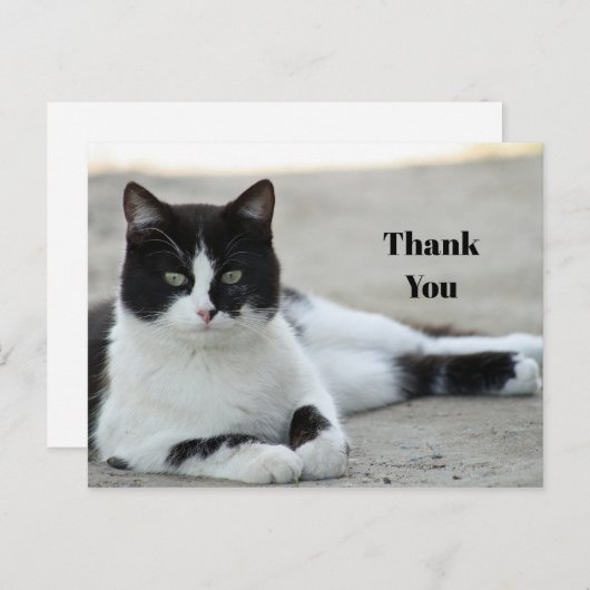 猫のブラック＆ホワイトのタキシードの写真ありがとうございます ポストカード (正面/裏面)