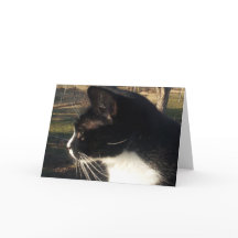 猫のペットの死