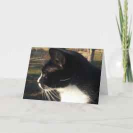 猫のペットの死 カード
