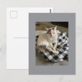 猫のポストカード ポストカード (正面/裏面)
