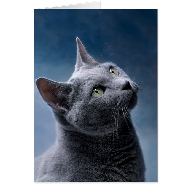 猫のポートレート (正面)