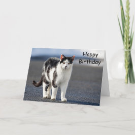 猫のポートレート カード