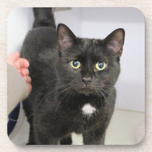 猫のマウスパッド コースター (正面)