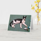 猫のメッセージカード カード (黄色い花)