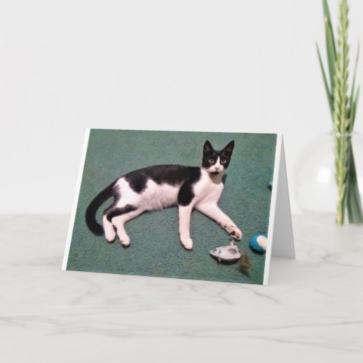 猫のメッセージカード カード (正面)
