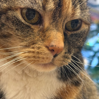 猫のリラックスのカラー写真 カード