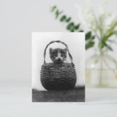 猫のヴィンテージ写真 ポストカード (スタンド正面)