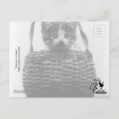 猫のヴィンテージ写真 ポストカード (裏面)