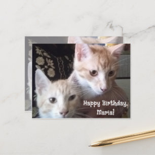猫の写真の表裏バースデーカード ポストカード