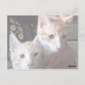 猫の写真の表裏バースデーカード ポストカード (裏面)