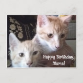 猫の写真の表裏バースデーカード ポストカード (正面)