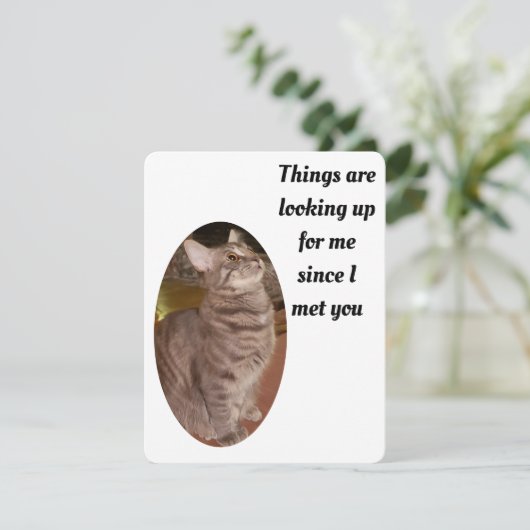 猫の写真を見る人がパーフェクトバレンタインを探す シーズンカード (スタンド正面)