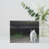 猫の写真ポストカード ポストカード (スタンド正面)